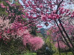 -杭州半山国家森林公园