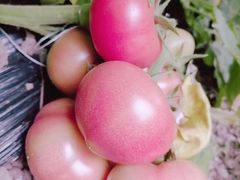 -万源龙顺度假庄园生态观光园