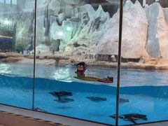 -帝企鹅自助餐厅•儿童岛•真企鹅(长隆企鹅酒店)