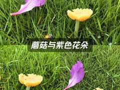 -龙头寺公园