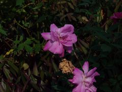 -南宁良凤江国家森林公园