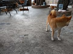 -柴犬高等学院·狗咖·柴犬售卖·宠物训练
