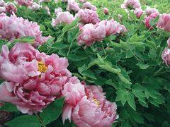 -洛阳市隋唐城遗址植物园