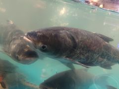 -魏铭鱼头捞饭(晋阳路店)