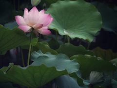 -荔湾湖公园