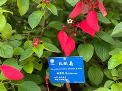 -中国科学院西双版纳热带植物园