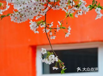 青岛，三明南路，樱花等你