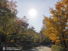 -长白岛森林公园
