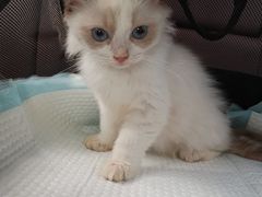 -Bastet sally猫舍购宠(静安店)