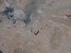 -北海金海湾红树林生态旅游区