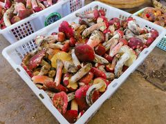 -云南木水花野生菌交易中心