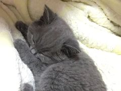 -纳吉亚猫专科动物医院博雅分院