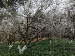 -杭州植物园