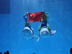 -芜湖新华联大白鲸海洋公园