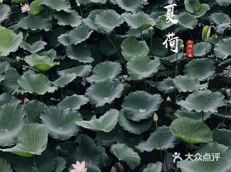 六月下旬是赏荷的最佳时间哦~  地点：罗湖区洪湖公园