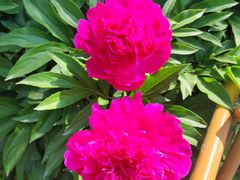 -莲池书院博物馆