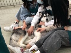 -星多哈·狗咖·拼豆·咖啡