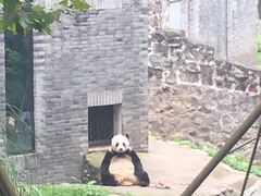 -都江堰中华大熊猫苑