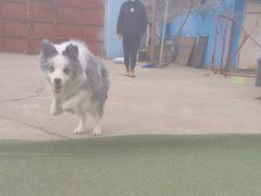 -宠物寄养训练学校