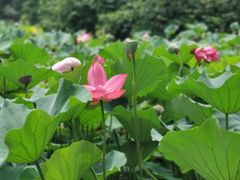 -洛阳市隋唐城遗址植物园