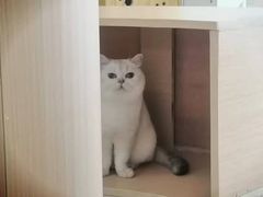 -鼓捣猫呢主题猫咖店