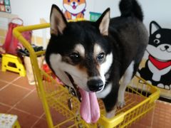 -柴犬高等学院·狗咖·柴犬售卖·宠物训练