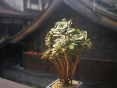 -壹丁咖啡(宽窄巷子店)