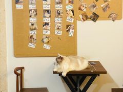 -楼上猫咖(罗湖店)