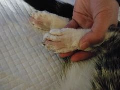 -骐奇宠物诊疗中心(南亭公路店)