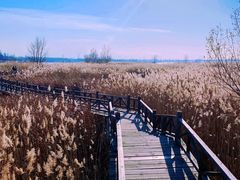 -野鸭湖国家湿地公园