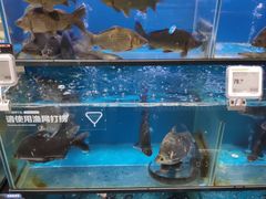 水产区-盒马鲜生(王府广场店)