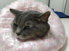 -瑞派宠物医院·内科·软组织·绝育中心(沈阳八纬路分院)