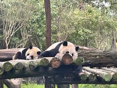 -都江堰中华大熊猫苑
