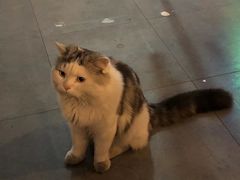 -Mr.Fox狐狸先生超级密室(南山店)