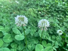 -洋湖国家湿地公园