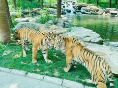 -北京野生动物园