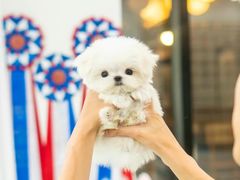 -萌宠之家·腊肠犬·马尔泰·小体犬舍