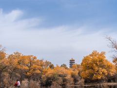 -金塔沙漠胡杨林景区