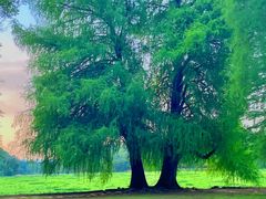 -南宁良凤江国家森林公园