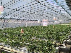 -甜心庄园·甜心草莓采摘园(西青中北店)