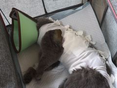 -乐派堂宠物医院·猫友好· 心脏科(东街店)