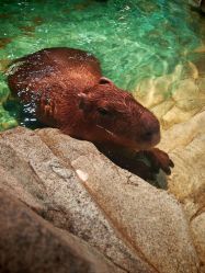 -Zoolung Zoolung动物主题公园(海信广场店)