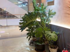 -雀舞云南菜(天津天河城购物中心店)