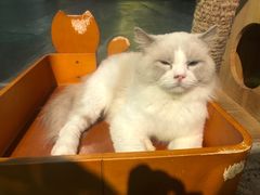 -more than meow吴止猫主题餐厅(承德 中船汇店)