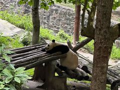 -都江堰中华大熊猫苑