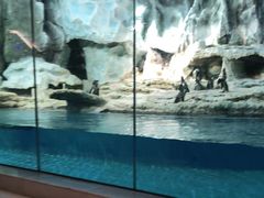 -帝企鹅自助餐厅•儿童岛•真企鹅(长隆企鹅酒店)