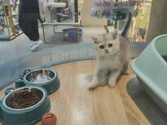 -BABIT巴比特宠物(MOMOPARK店)