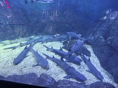 -烟台海昌鲸鲨海洋公园