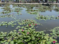 -白洋淀景区