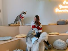 -Husky Go! 哈士奇体验馆·宠物咖啡厅狗咖